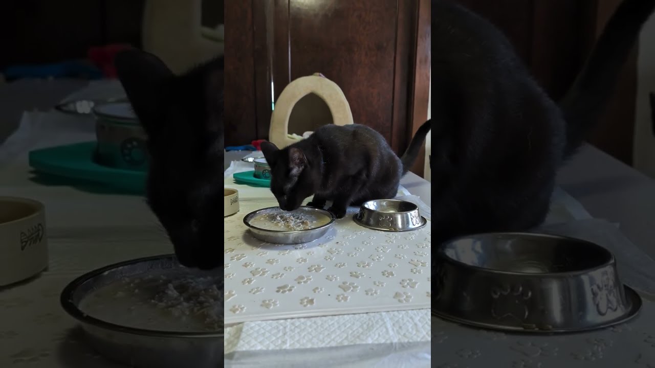Enlarge Phantom, a Adoptable Domestic Short Hair in Tillamook, OR video 2/6