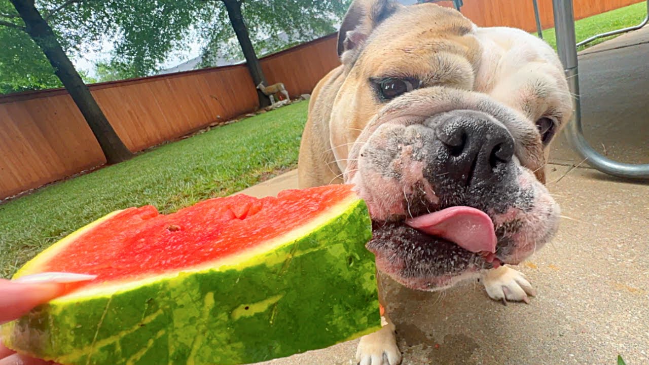 MY DOG eats a WHOLE WATERMELON!