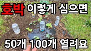 호박 오이 모종! 이렇게 심으면 한곳에서 50개 100개 200개 수확 합니다 ! #호박키우기 #호박재배 #…