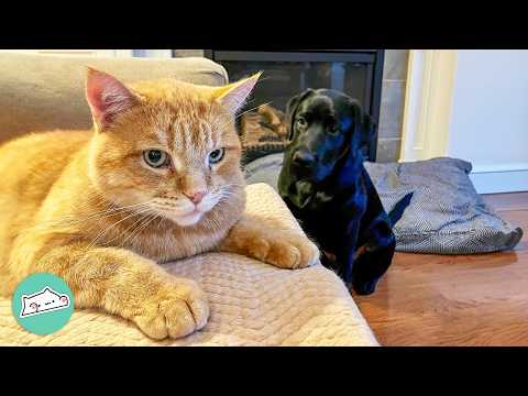 Two Bossy Cats Rule the House Until Puppy Changed Everything | Cuddle Buddies