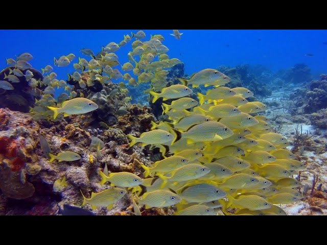 Roatan Scuba Diving