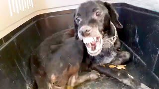 Aggressive Dog Chained His Entire Life Is Finally Rescued | The Dodo by The Dodo