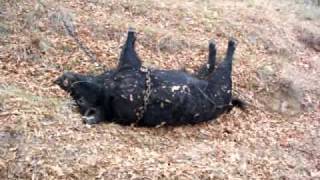preview picture of video 'Pig Hunt 350 lb Boar Woodson, Texas November 2006'