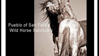 preview picture of video 'Pueblo of San Felipe Wild Horse Sanctuary'