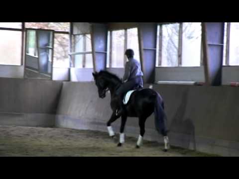 5 jährige Stute von Florencio