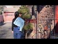 Creating My Living Logo Greeting Pine