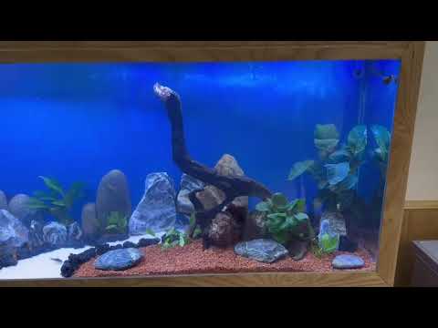 HỒ CÁ ĐẸP CHO KHÁCH . CÁ KOI VŨNG TÀU - 0967 41 85 41