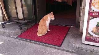 【猫動画】中華街にいた人懐っこい猫が可愛すぎる！！！　A cute cat in china town of Yokohama
