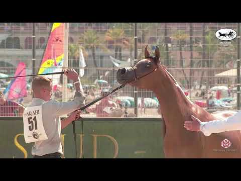 N 51 RANEN BINT ALEN   Mediterranean and Arab Countries AHC   Menton 2021   Fillies 3 Years Old Clas