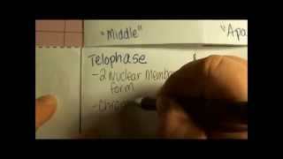 Cell Cycle notes Book Fold Cell Cycle notes Book Fold