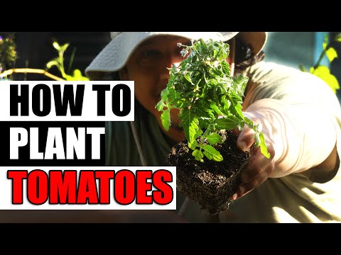 Solutions To Blossom End Rot In Tomatoes etc