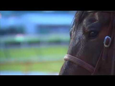 Patch the one eyed horse to run in the Kentucky Derby