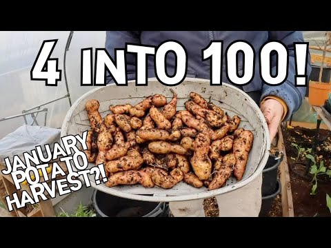 I PLANTED 4 POTATOES AND HARVESTED 100 IN JANUARY!