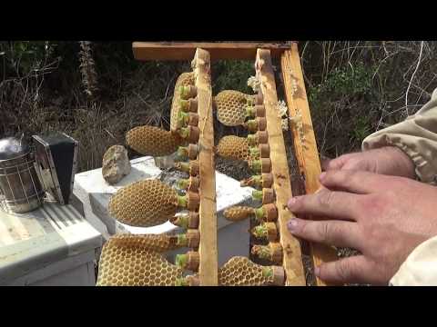 одна маленькая ошибка при выводе маток и весь труд на смарку