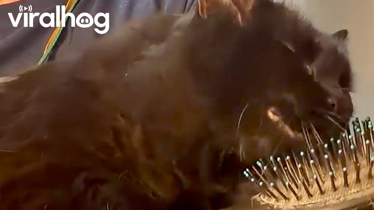 Georgia May with her Morning Brush || ViralHog