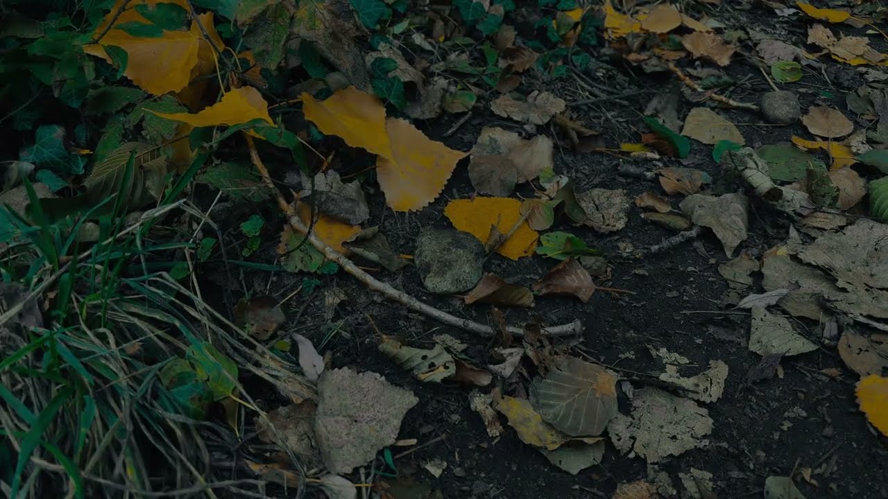 Wailing Stones Short Film | Official Trailer