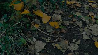 Wailing Stones Short Film | Official Trailer