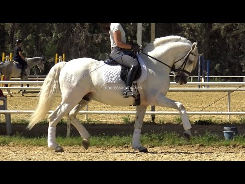 **SOLD** Andalusian PRE Stallion 2017 - 1,67 cm (#MP503)
