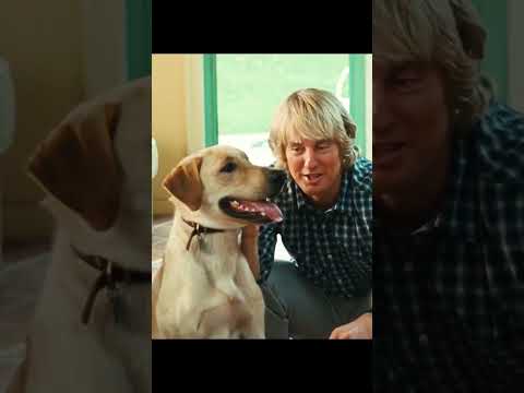 The world's worst dog, the best family.(the name is at the end)#shorts