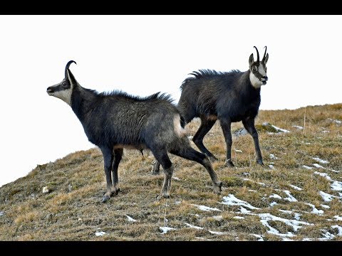 Gamsbrunft - Tirol 2018