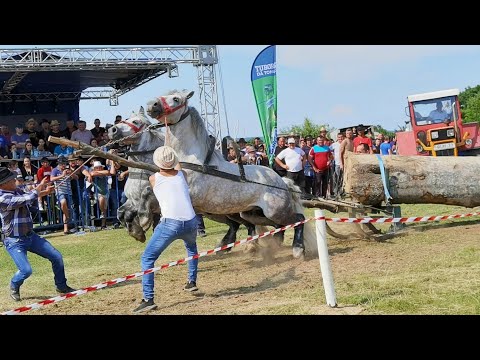 Cai de tracțiune  proba de dublu Gilău-Cluj 11 Iunie 2022