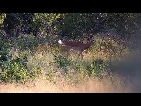 Djuma:  Impala rams getting wound up - 16:53 - 04/05/20