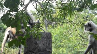 preview picture of video 'Inde 2013 : Junagadh - Langurs'