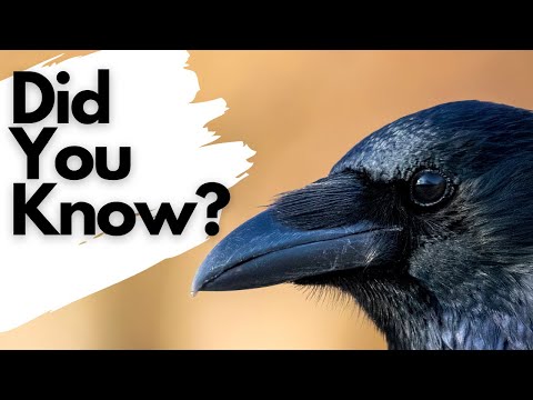 Things you need to know about CARRION CROWS!