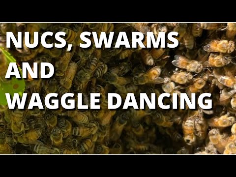 Nucs swarms and waggle dancing