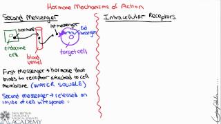 Chemistry of Hormones