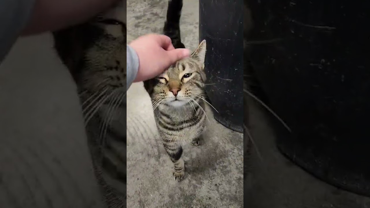 Enlarge Dex, a ADOPTABLE mixed breed in Mount Carmel, IL video 6/6