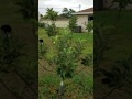 Anna Apple Crop On 05 25 2017