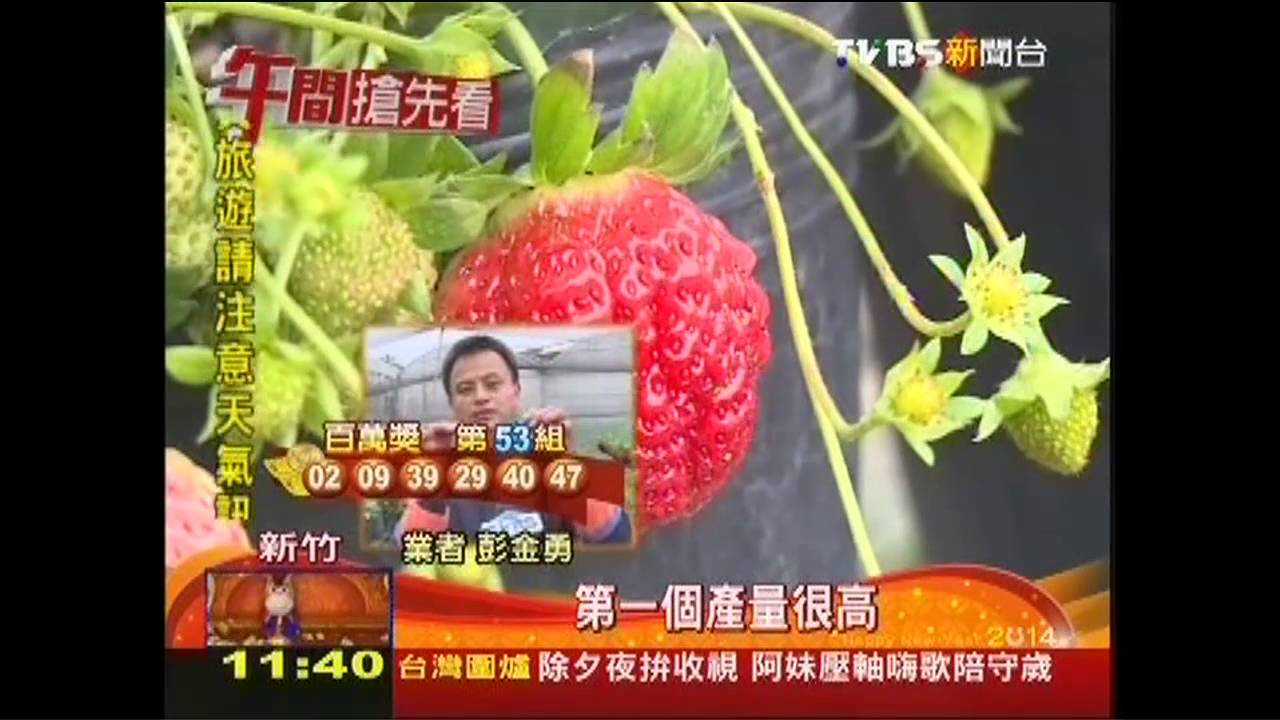 「桃園四號」草莓新品種　個頭大3倍