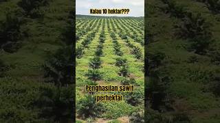 Download lagu Calculating Palm Oil Income: 45 Million Per Hectare. #oilpalm #shorts mp3