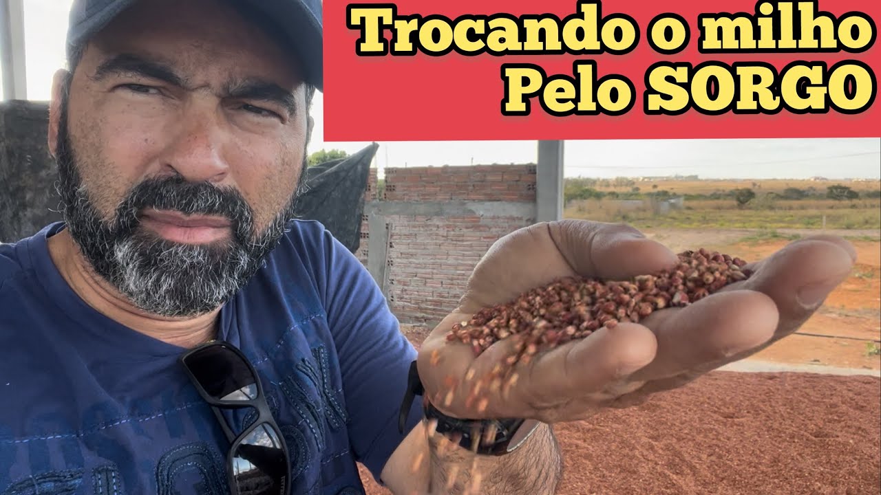 TROCAR O MILHO PELO SORGO NA ALIMENTAÇÃO ANIMAL | O SORGO É MAIS BARATO QUE O MILHO