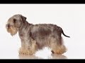 Cesky Terrier - Cesky Terrier Dog 