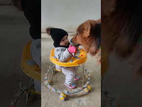 tiger arnab love| Cute moments#youtubeshorts #funny videos| #animal love #doglover  #funny #funnydog