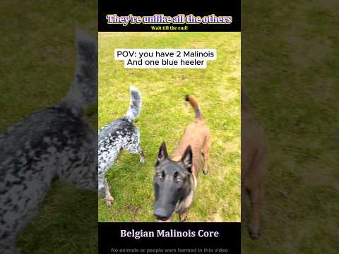 Malinois aren’t built like regular dogs 🐶#belgianmalinois#malinois#dog#funny