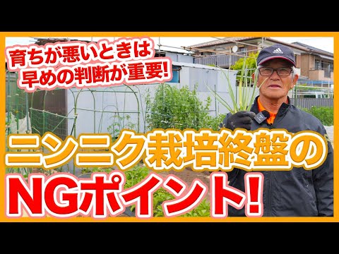 ニンニクの収穫:ここに注意してください 植物