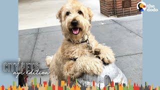 Popular Dog Knows Everyone In His NYC Neighborhood | The Dodo City Pets by The Dodo
