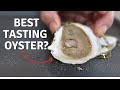 Oyster Taste Test WEST Coast Vs EAST Coast