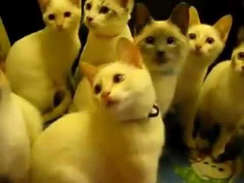 7 Siamese Cats Stunning Beauty!!