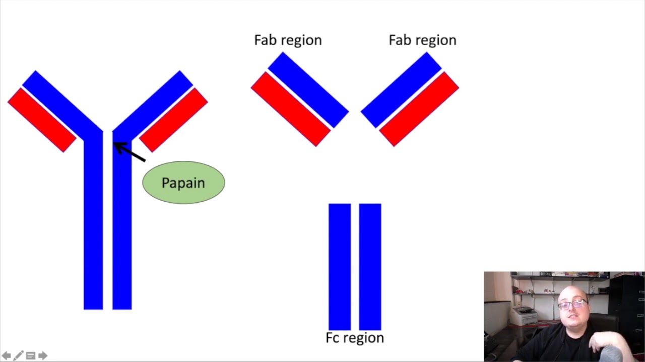 4.1: Antibody Structure