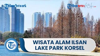 Wisata Alam Ilsan Lake Park di Korea Selatan, Punya Taman Buatan yang Luas dan Jalur Sepeda 4,7 Km