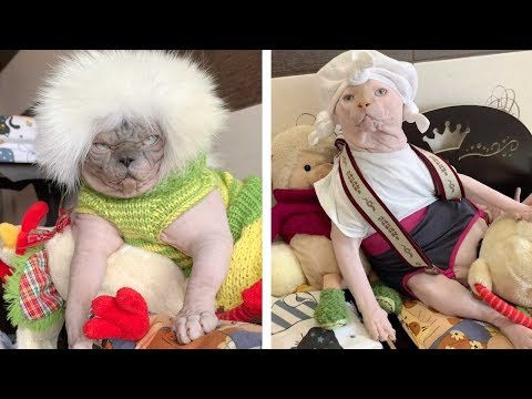 Sphynx Cats Wear Adorable Outfits