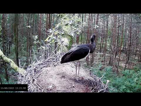 Bociany czarne online 2022 - Fago wylatuje 14.08.2022 godz. 13:25