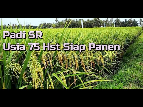 Padi sr super genjah, siap panen