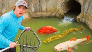 Saving Aquarium Fish LIVING in POLLUTED WATER!