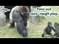 Part 1 Gorilla Dad Often Needs To Stop Two Sons Rough Play Recently 大猩猩爸爸迪亞哥最近�