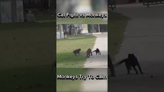 Download lagu Cat Fight | Monkeys Try To Calm #cat #fighting #monkeys #animals mp3 Download lagu Cat Fight | Monkeys Try To Calm #cat #fighting #monkeys #animals mp3